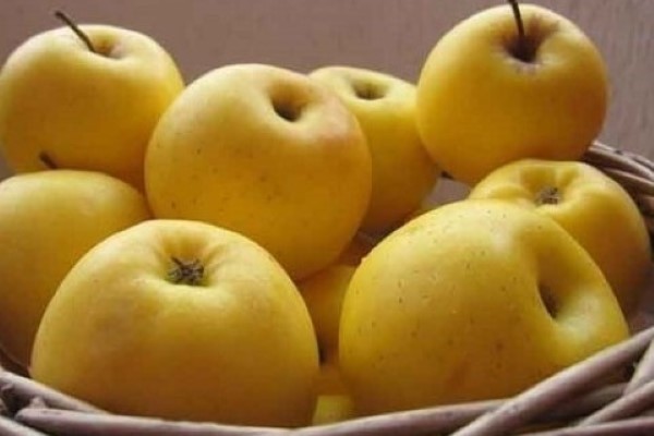 تصویر 2 از خرید و قیمت سیب زرد صادراتی + فروش عمده